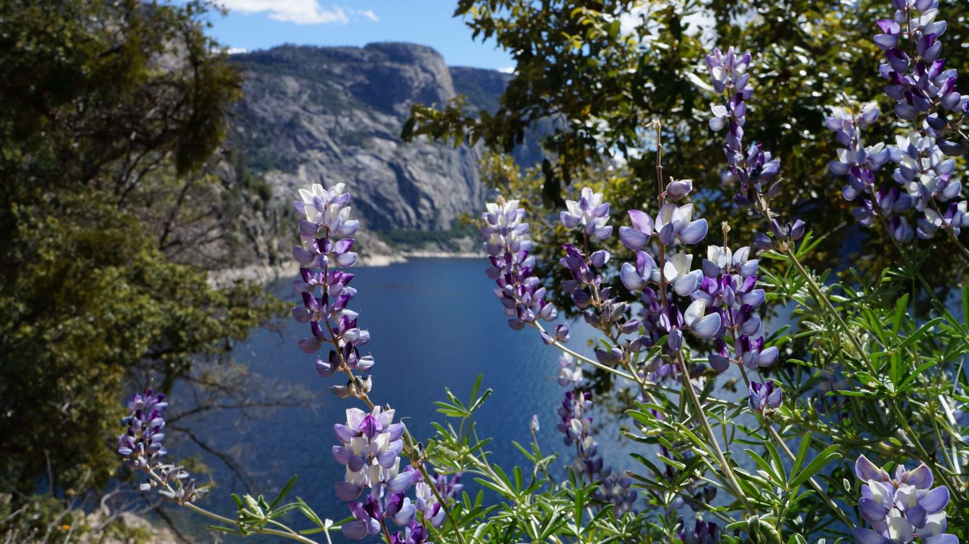 Flowers blooming around view looking out over lake in Yosemite National Park in the spring.