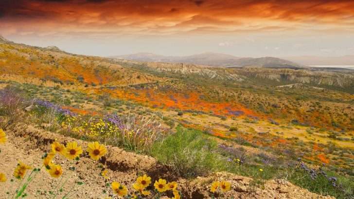 What Is a Superbloom?