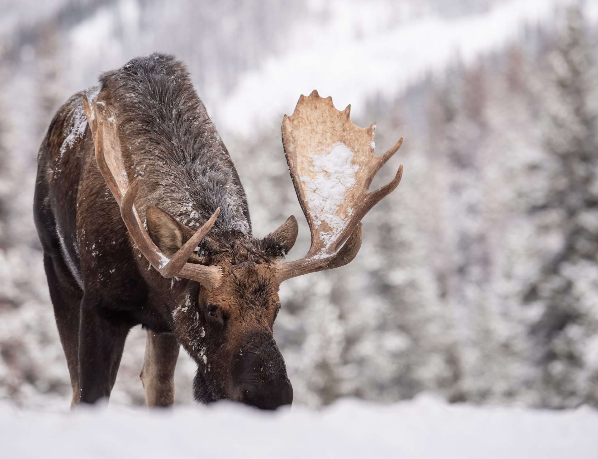 Moose in the snow
