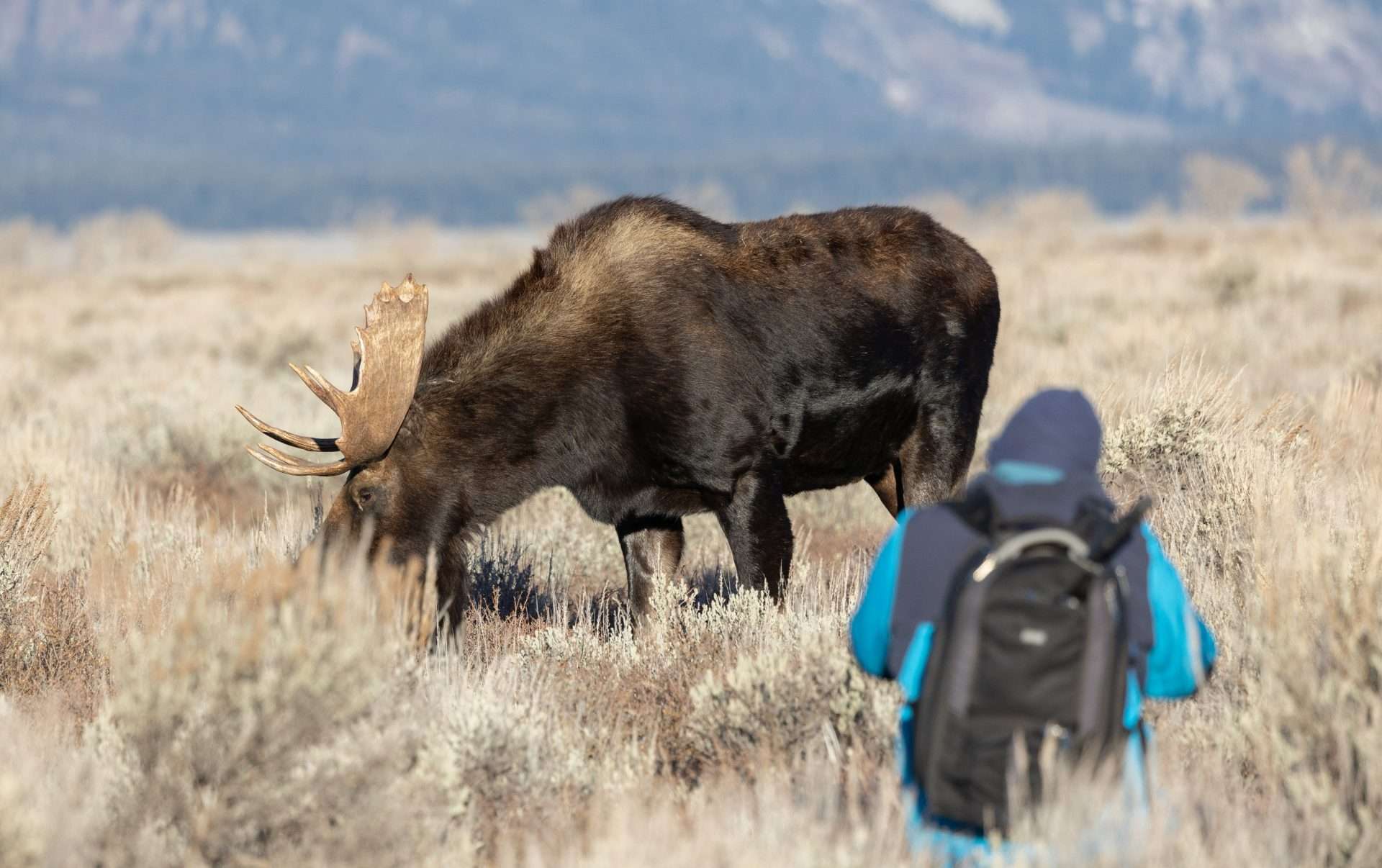 Photographer taking photos of moose in the wild