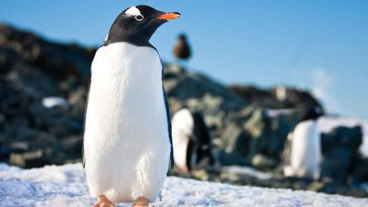 Are There Penguins in Alaska?