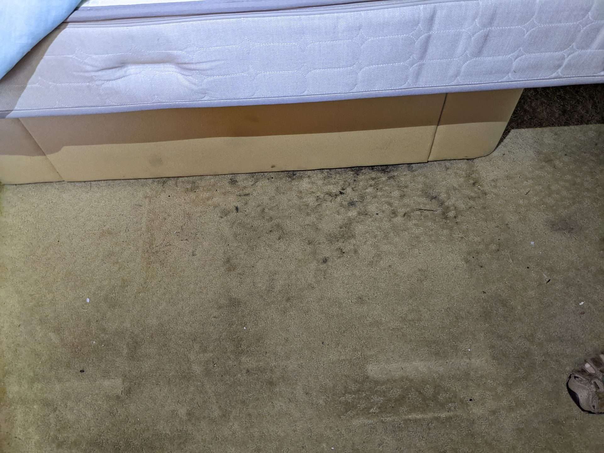 Mold on carpet in RV