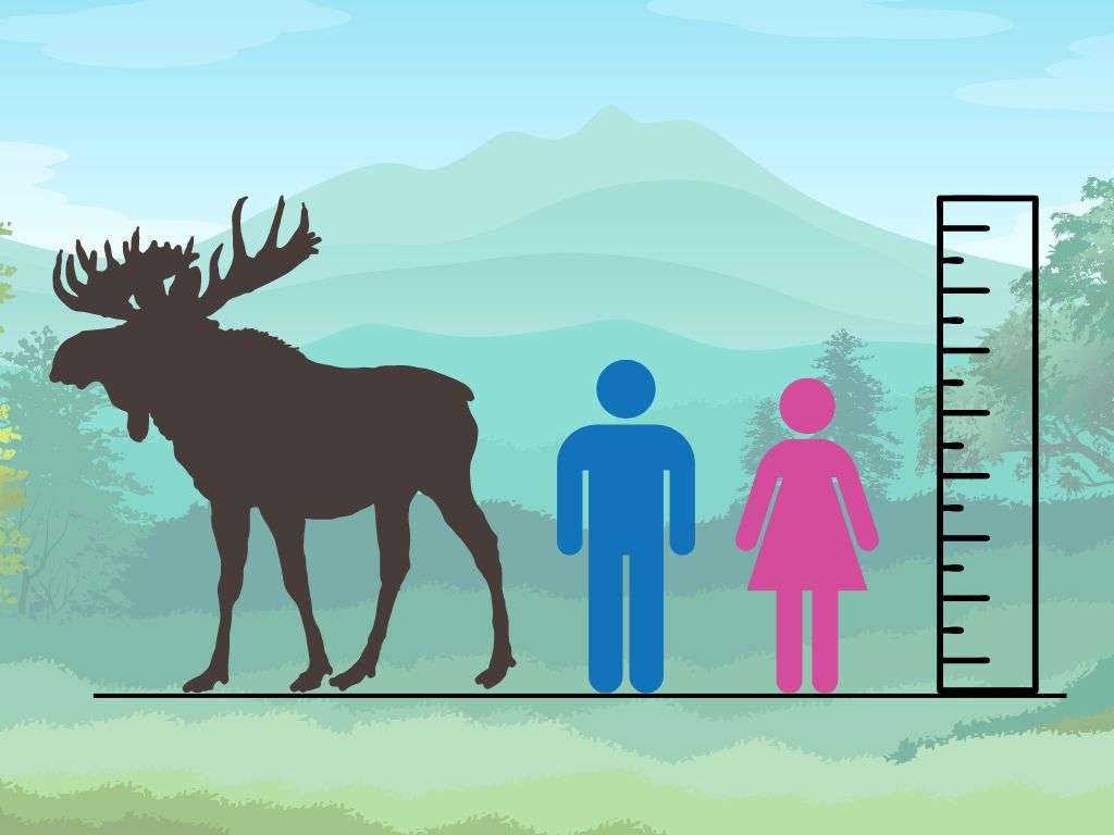 Moose Size Comparison Chart