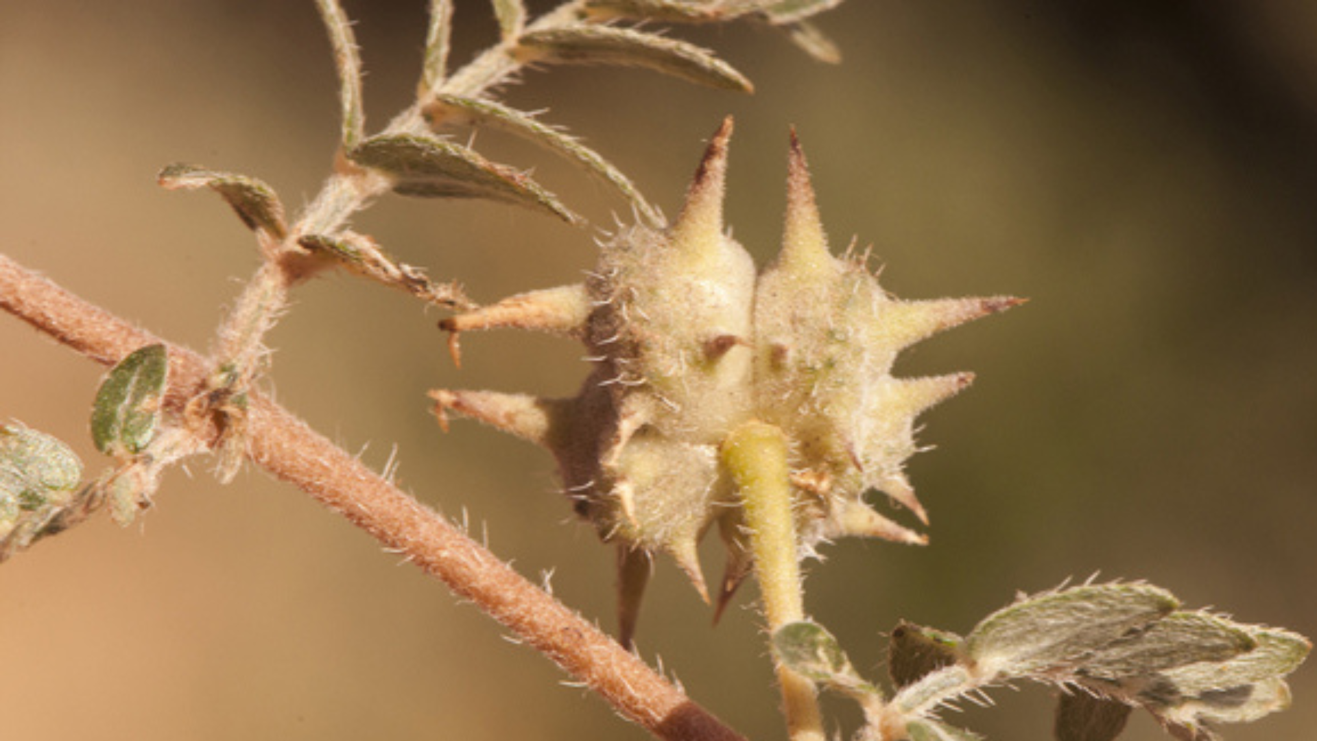 Close up of goat head thorn