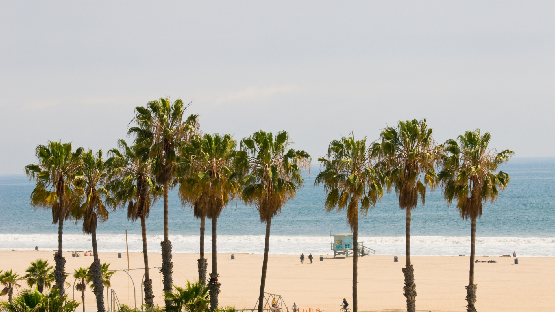 Palm trees in Santa Monica