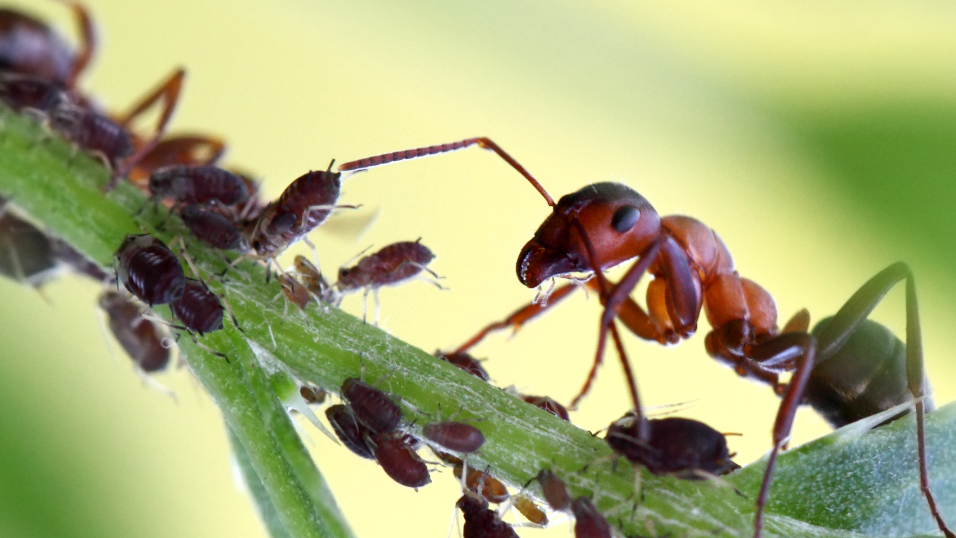 Close up of ants climbing on plant