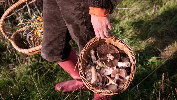 Carrying foraging basket with mushroom