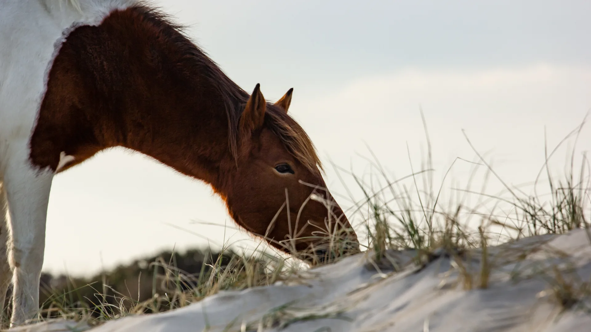 Pony on Assateague Island