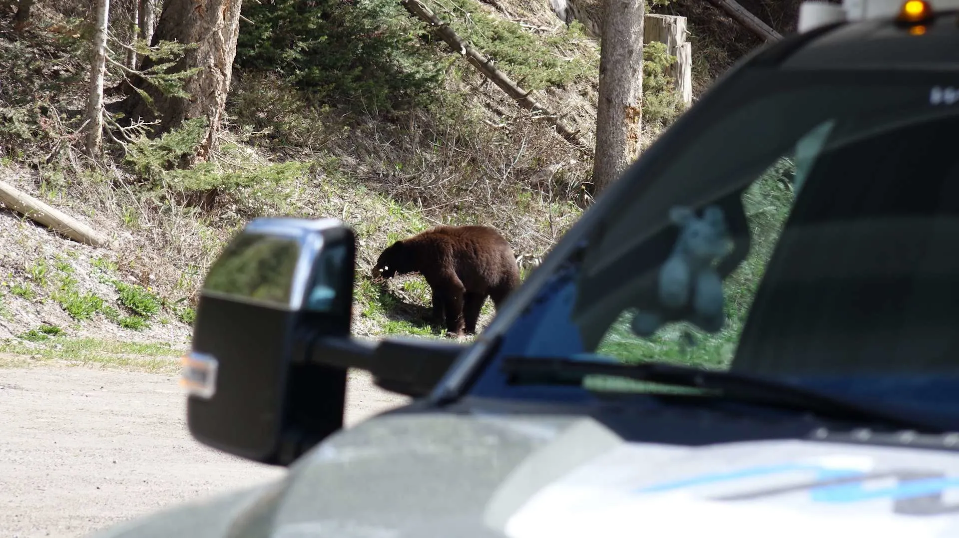 bear in parking lot
