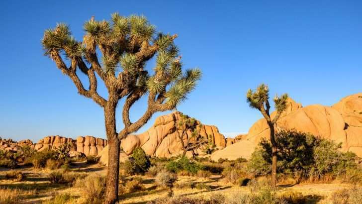 10 Best Spots for Amazing Joshua Tree National Park Camping