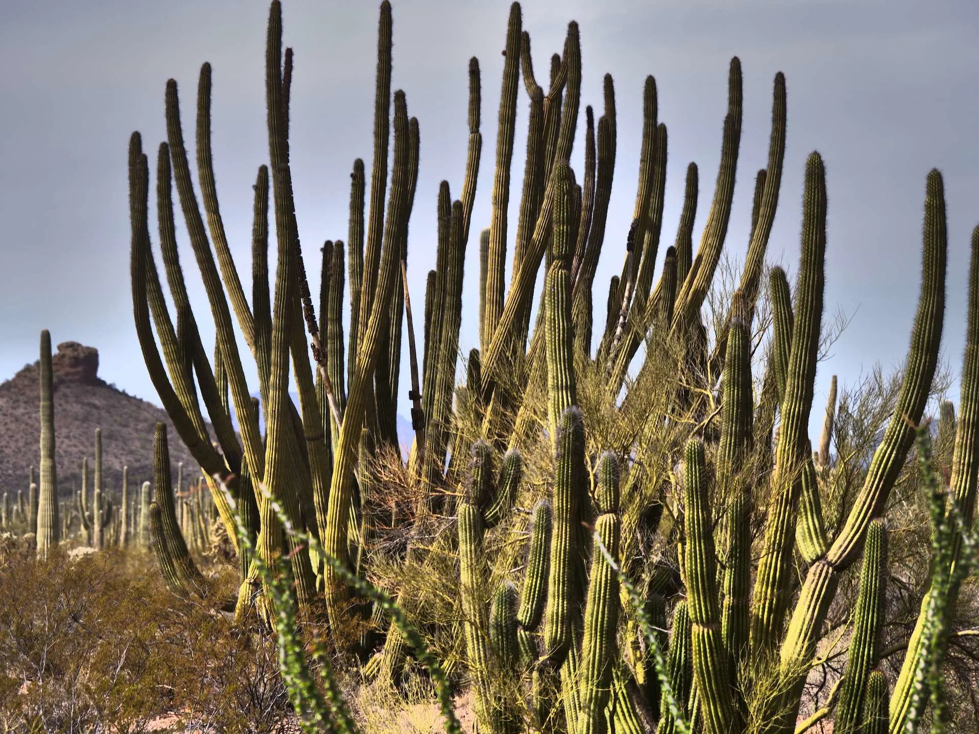 an organ pipe cactus