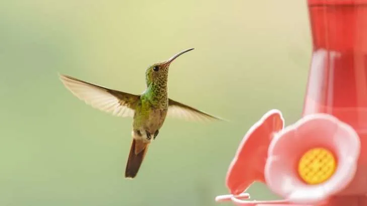 Rufous tailed hummingbird hovering close to a feeder for food.