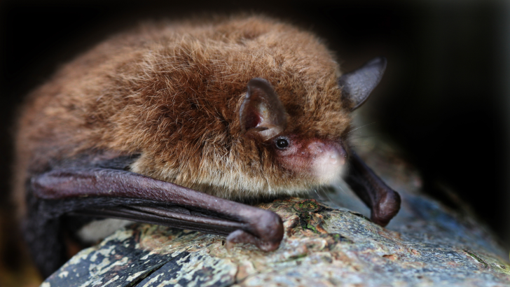 Bat with white nose syndrome
