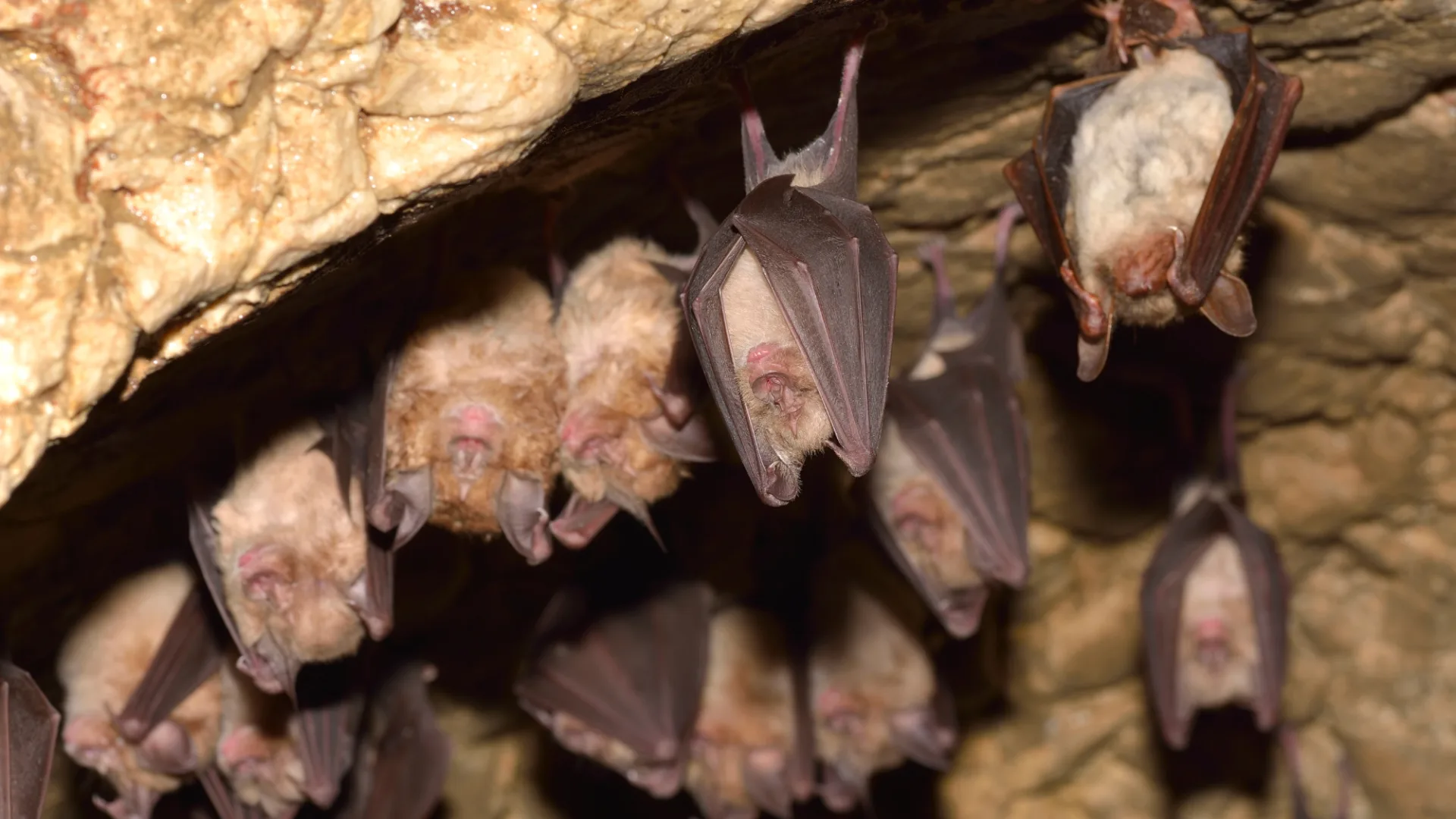Multiple bats in cave