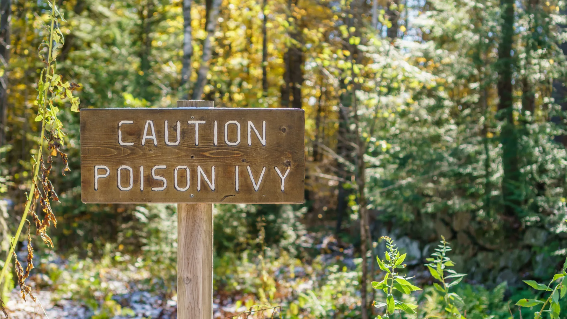 Caution poison ivy sign