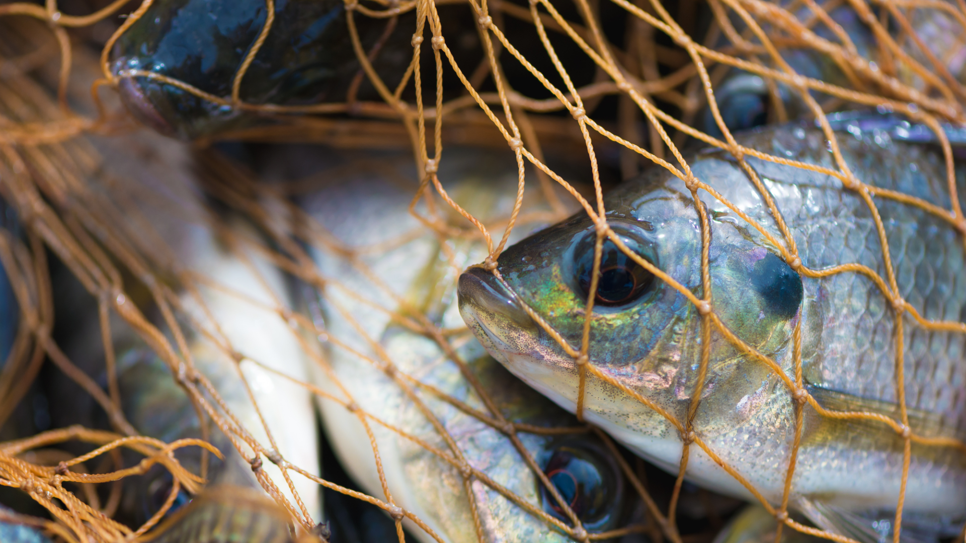 Fish in gill net
