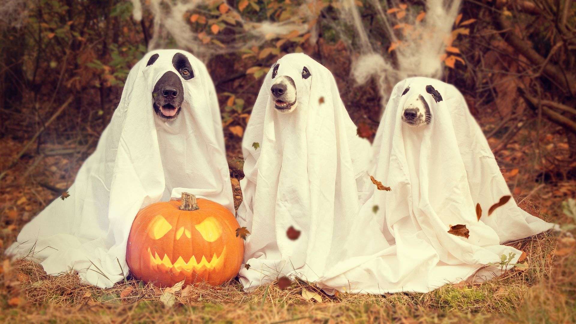 three dogs in ghost costumes with a pumpkin