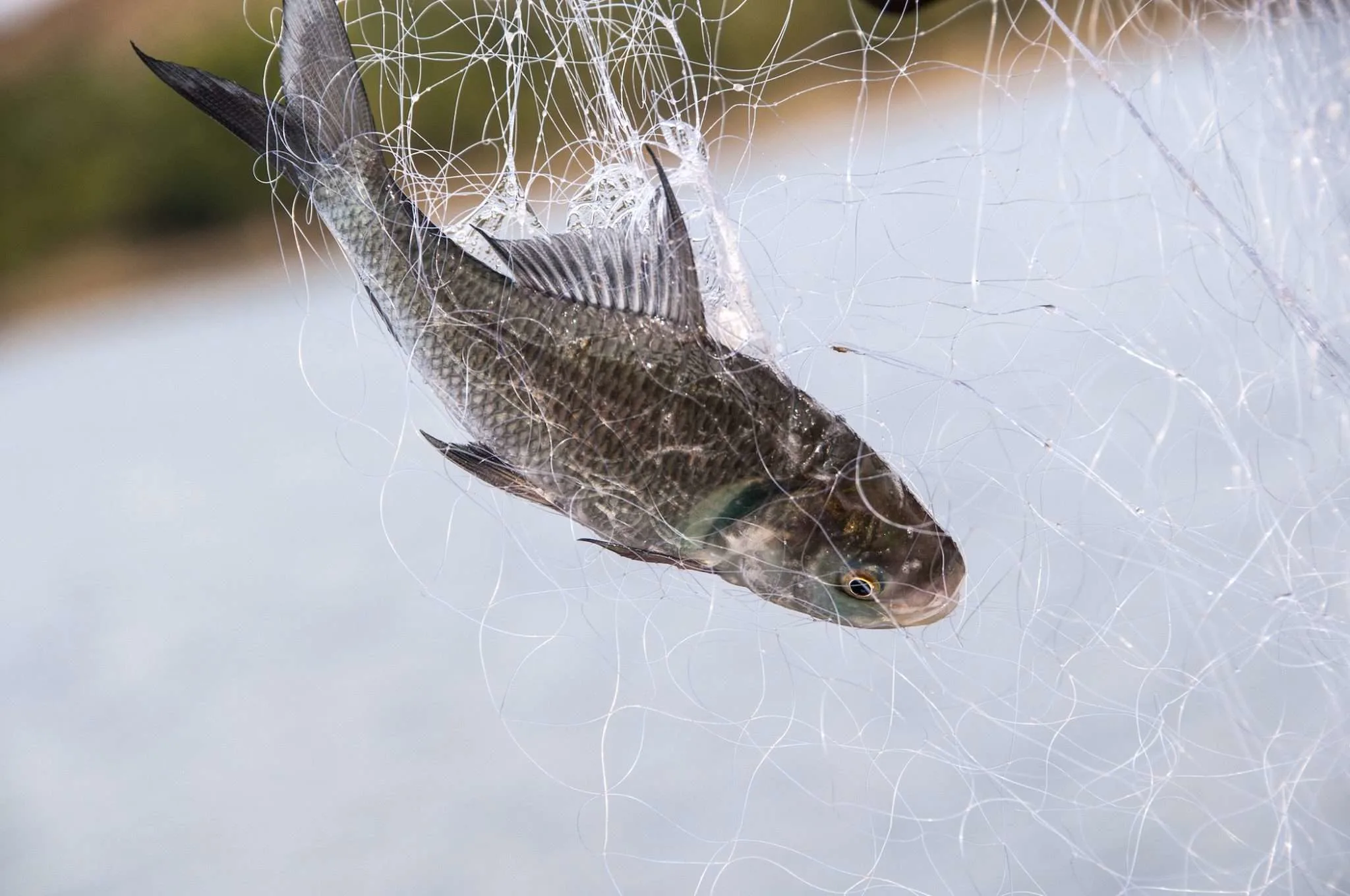 Fresh fish in a fishing net