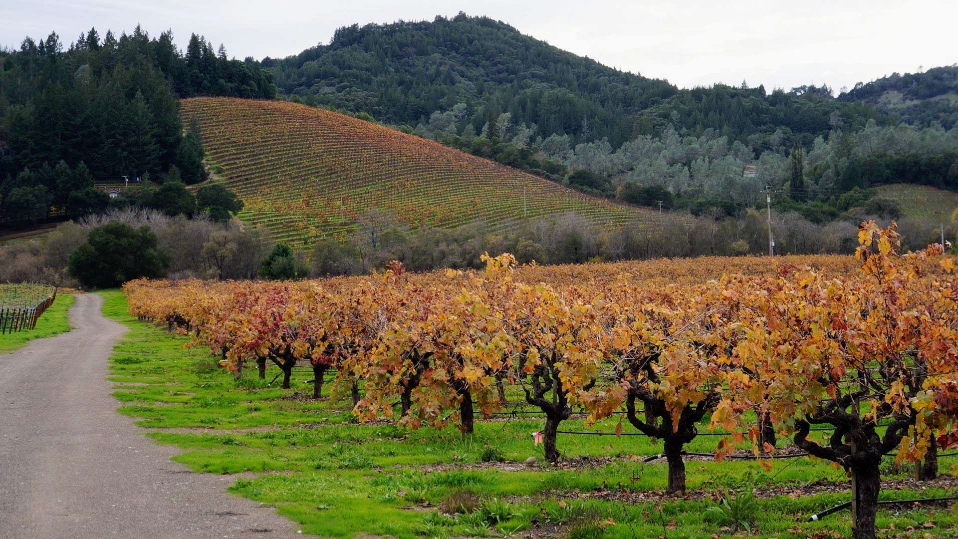 vineyard in the fall