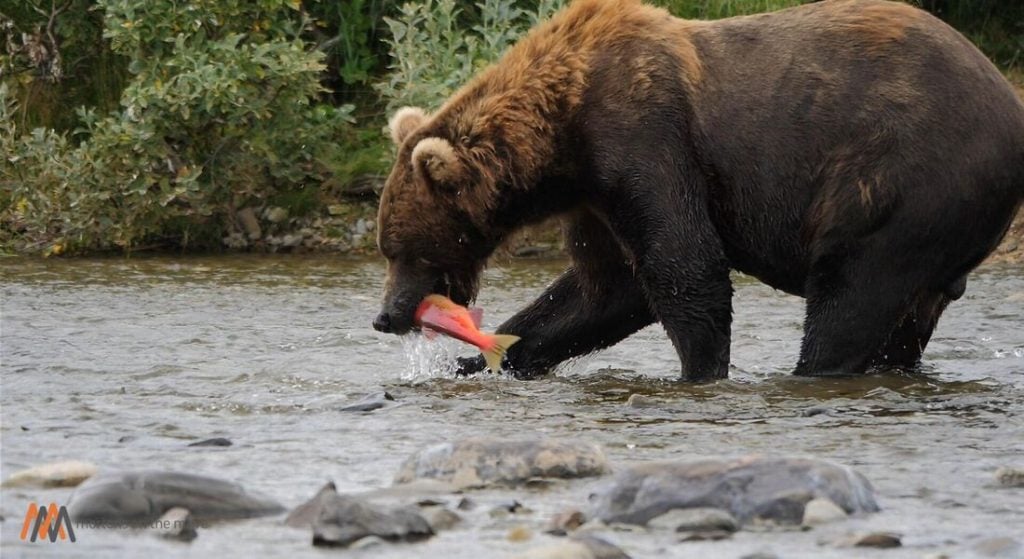 alaska peninsula brown bear catching salmon in river