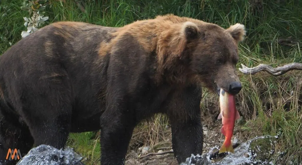 alaska grizzly bear with salmon in mouth