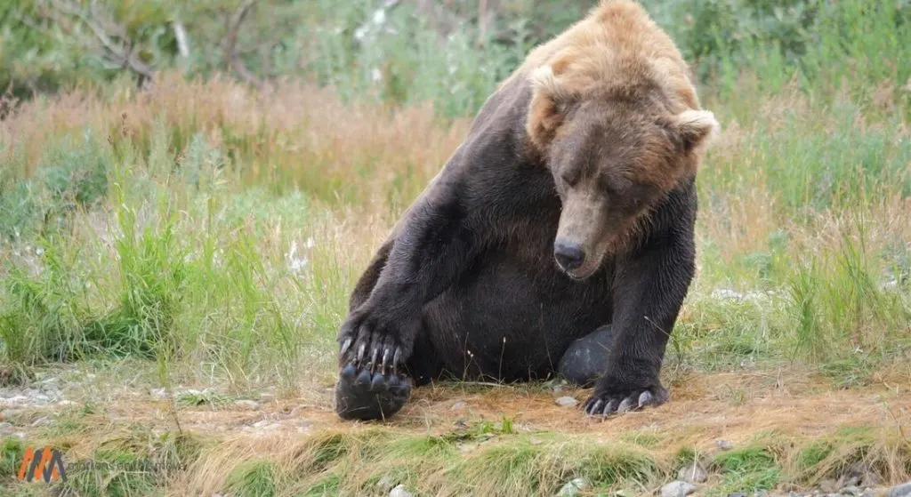 alaska peninsula brown bear scratching foot