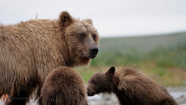 Wild Alaska Peninsula Brown Bear Viewing