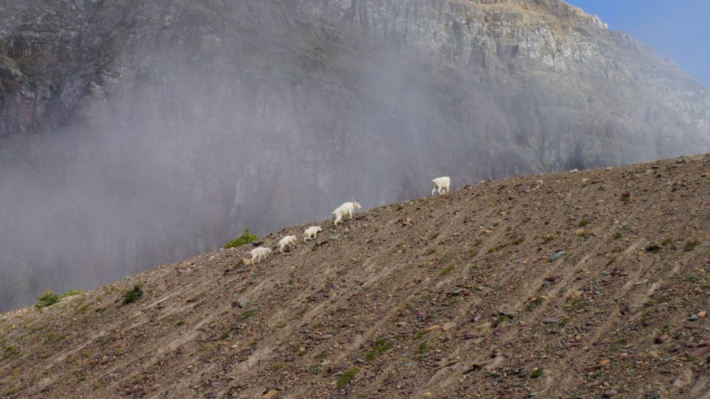 mountain goats glacier national park