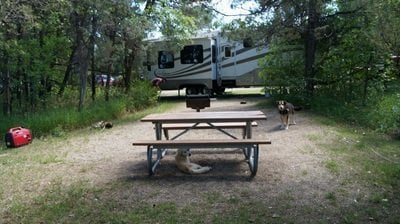 dog under table juniper campground ND