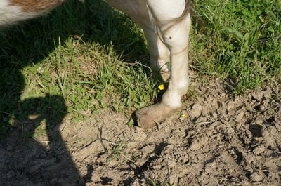 twisted horse feet