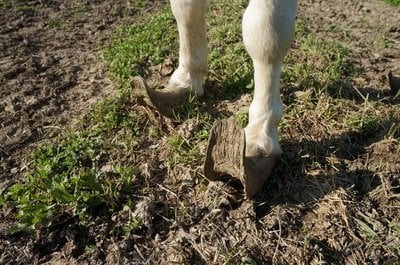 mini horse overgrown hooves 