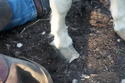 trimming overgrown  horse hooves 