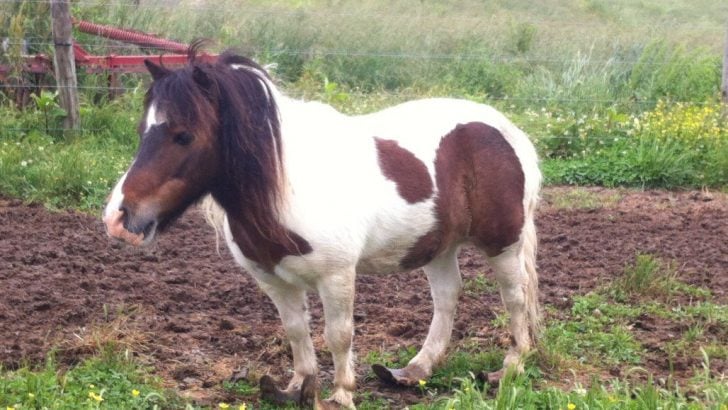 Overgrown Horse Hooves Saga – Saving a Little Horse’s Life ﻿