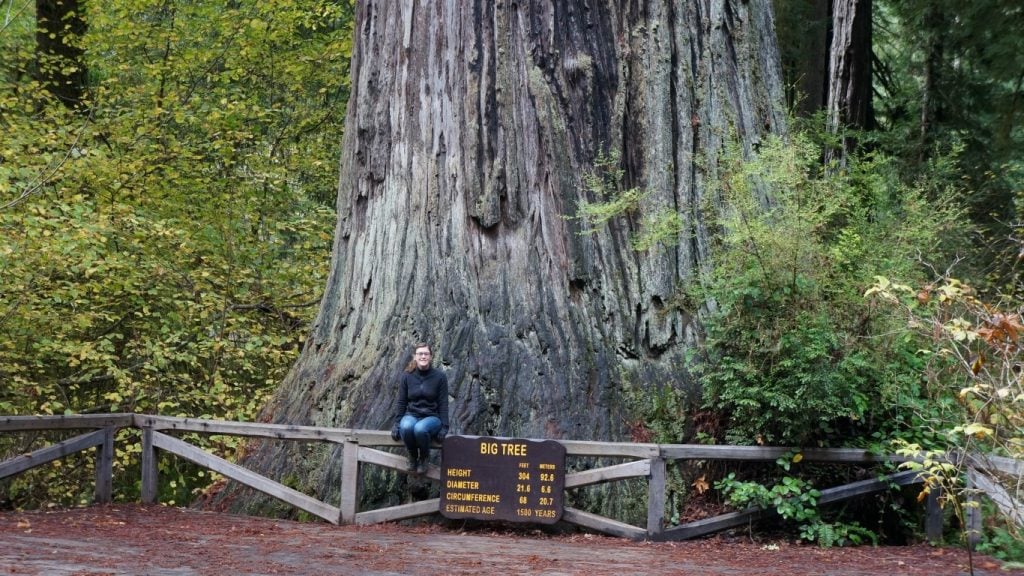 big tree, redwoods national park