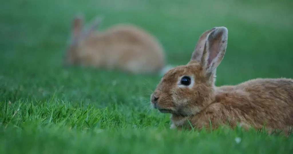 bunny rabbits in valdez alaska