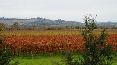Wine fields in winter 