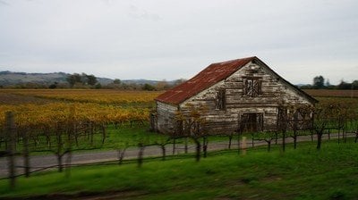 sonoma wine field 